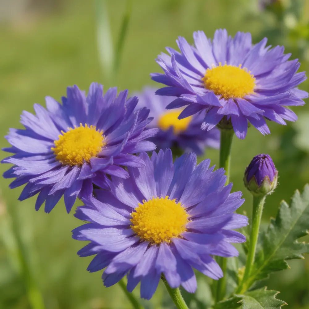 Purple Cornflower Seeds - Verdseeds